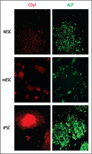 与碱性磷酸酶活染色不同，CDy1对多能干细胞是特异性的。