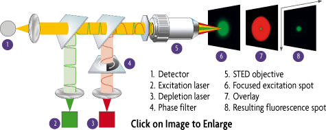 Diagram illustrating the principle behind Stimulated Emission Depletion microscopy