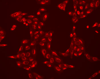Staining of live U2OS cells using LavaCell