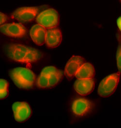 Co-staining of live CHO cells using LavaCell and calcein AM