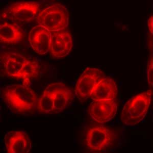 Staining of live CHO cells using LavaCell