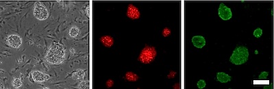 用Stem Cell CDy1染料和Oct4抗体染色的小鼠胚胎干细胞（mESC）和小鼠胚胎成纤维细胞（MEF）的荧光图像