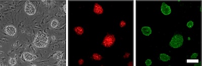 用Stem Cell CDy1染料和Oct4抗體染色的小鼠胚胎干細(xì)胞（mESC）和小鼠胚胎成纖維細(xì)胞（MEF）的熒光圖像