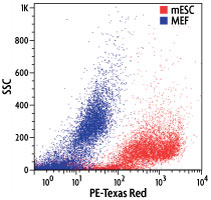 用干细胞CDy1染料染色的小鼠胚胎干细胞（mESC）和小鼠胚胎成纤维细胞（MEF）的流式细胞计点图图像