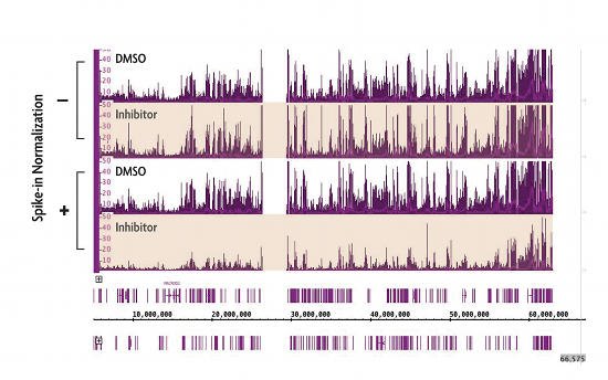 ChIP-Seq Spike-in Normalization Strategy reveals changes in H3K27me3 levels following treatment with EZH2 inhibitor compound.