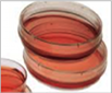 Cell Plates