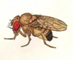 Drosophila