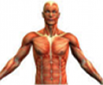 Musculoskeletal