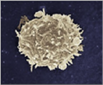 T Cells