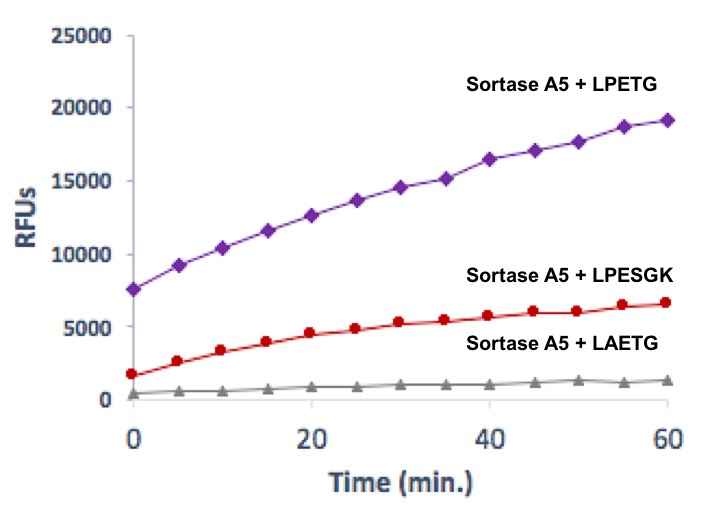 Sortase A5 protein gel. Sortase A5 run on an SDS-PAGE gel and stained with Coomassie Blue.