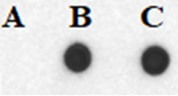 DNA polymerase incorporation of biotin-14-dATP via nick translation.