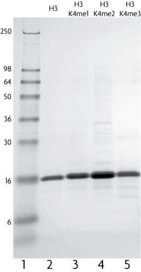 Recombinant Histone H3 monomethyl Lys4 analyzed by SDS-PAGE gel.