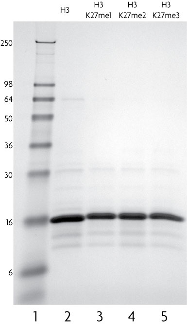 Recombinant Histone H3 dimethyl Lys27 analyzed by SDS-PAGE gel.