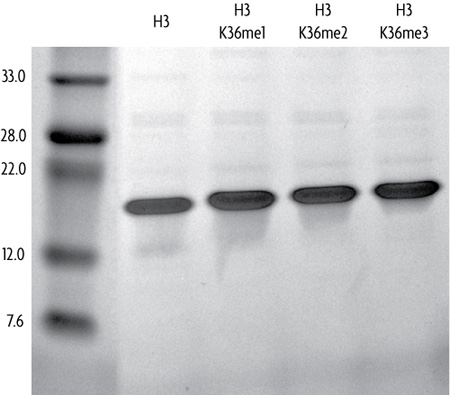 Recombinant Histone H3 dimethyl Lys36 analyzed by SDS-PAGE gel.