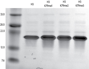 Recombinant Histone H3 monomethyl Lys79 analyzed by SDS-PAGE gel.