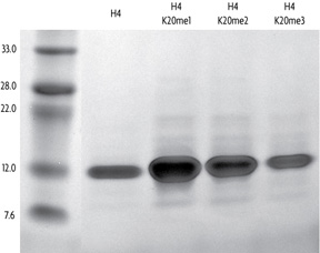 Recombinant Histone H4 trimethyl Lys20 analyzed by SDS-PAGE gel.