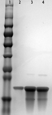 Recombinant Histone H3 acetyl Lys9 analyzed by SDS-PAGE gel.