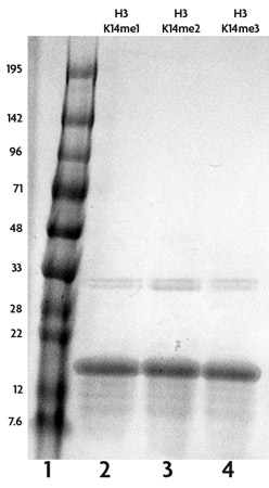 Recombinant Histone H3 trimethyl Lys14 analyzed by SDS-PAGE gel.