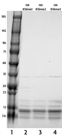 Recombinant Histone H4 trimethyl Lys16 analyzed by SDS-PAGE gel.