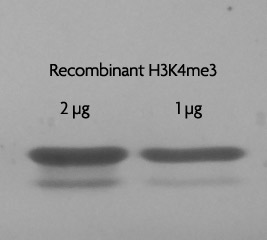 Recombinant Histone H3 trimethyl Lys4 analyzed by SDS-PAGE gel.