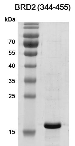 BRD2 (344-455) Coomassie gel
