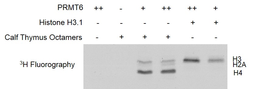 PRMT6 activity assay