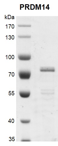 Recombinant PRDM14 protein gel.