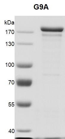 EHMT2 (G9a) Coomassie gel