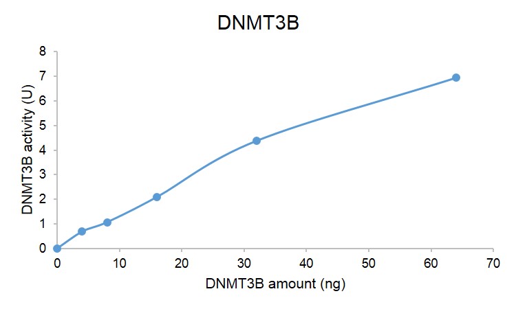 DNMT3B protein DNMT assay