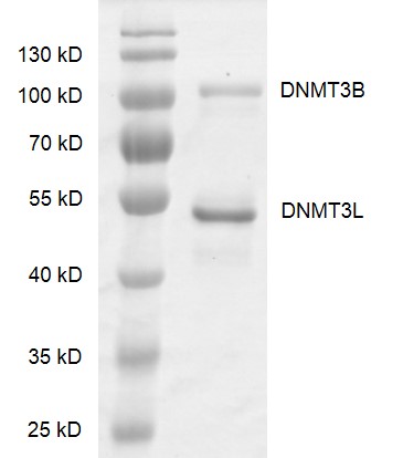 DNMT3B / DNMT3L complex Coomassie gel