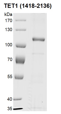 Recombinant TET1 protein gel