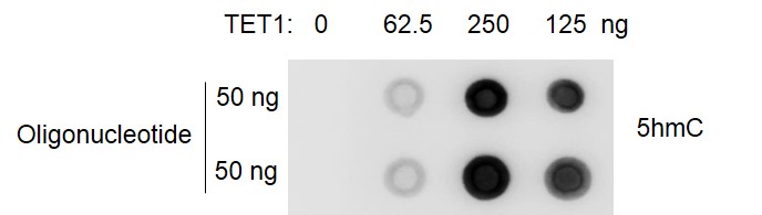 Recombinant TET1 protein activity assay.