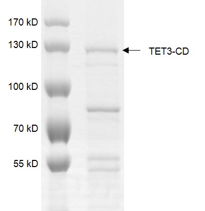 TET3 Coomassie gel