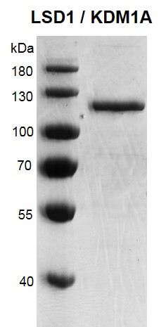 LSD1 / KDM1A Coomassie gel