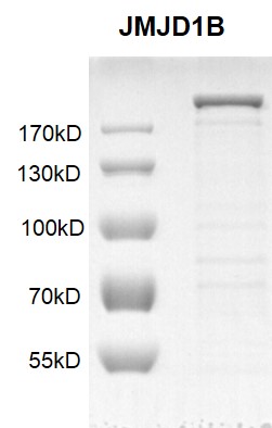 JMJD1B / KDM3B Coomassie gel