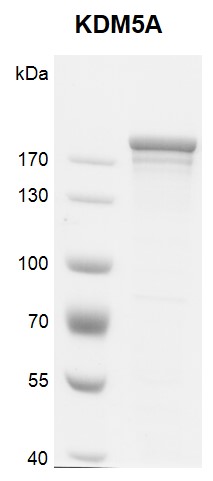 JARID1A / KDM5A Coomassie gel