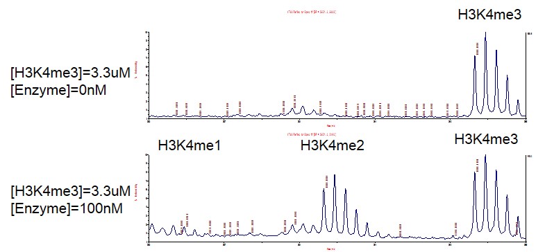 JARID1A / KDM5A activity assay