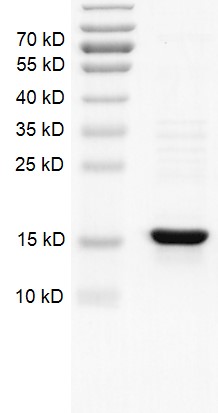 Recombinant Histone H2B protein gel.