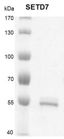 SETD7 protein Coomassie gel