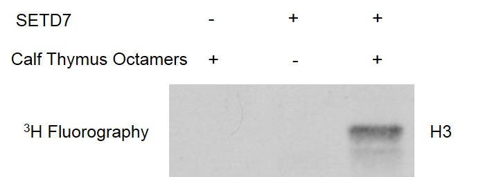 SETD7 protein activity assay