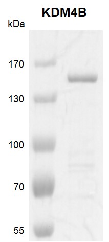 JMJD2B / KDM4B protein Coomassie gel