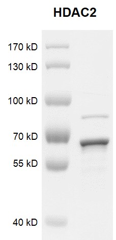HDAC2 protein Coomassie gel