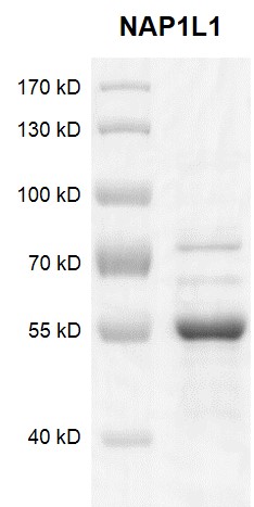 NAP1L1 protein Coomassie gel