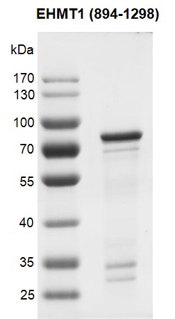 EHMT1 (894-1298) protein Coomassie Blue gel.