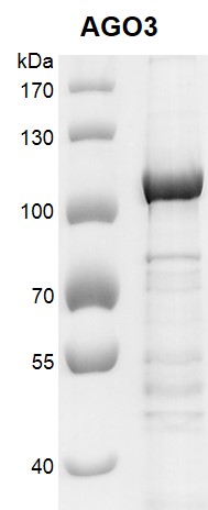 Aub And Ag + O3 = Ag2O + O2, Ago3 Argonaute Risc ... - lize.vn