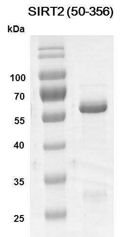 Recombinant SIRT2 (50-356) SDS-PAGE