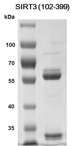 SDS-PAGE Recombinant SIRT3 (102-399)