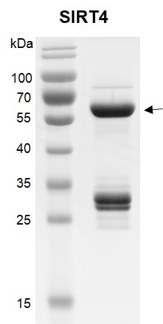Recombinant SIRT4 (25-314) SDS-PAGE gel.