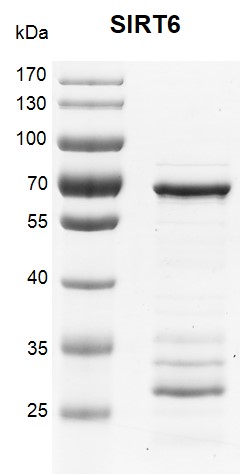 Recombinant SIRT6 SDS-PAGE gel.