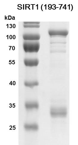 SDS-PAGE Recombinant SIRT1 (193-741)